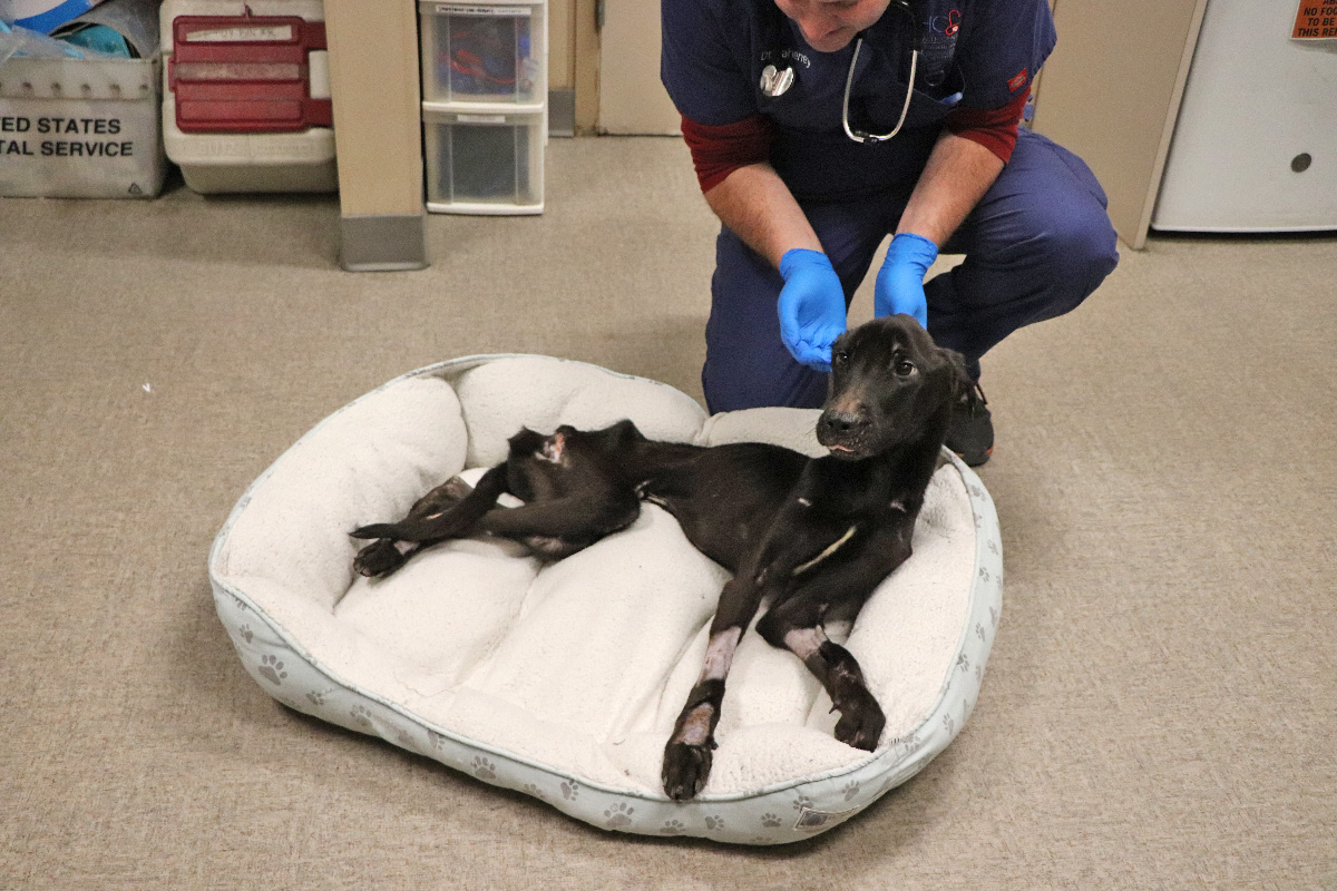 a dog lying on a dog bed