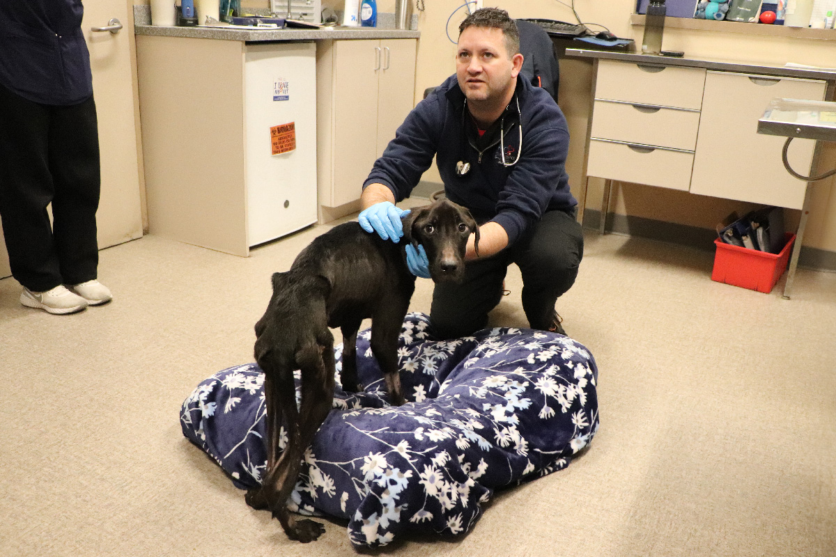 a man with gloves on a dog