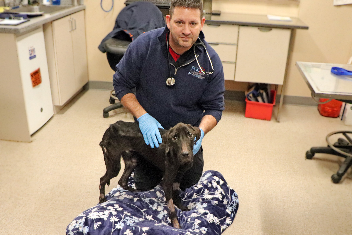 a man with stethoscope holding a dog