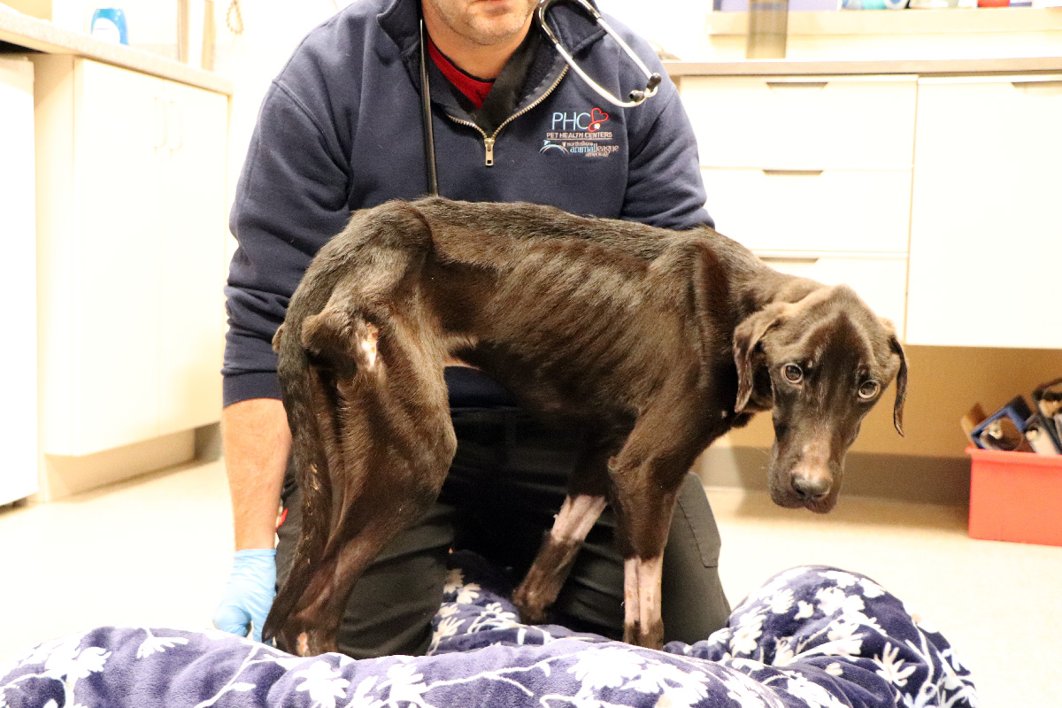 a man holding a dog