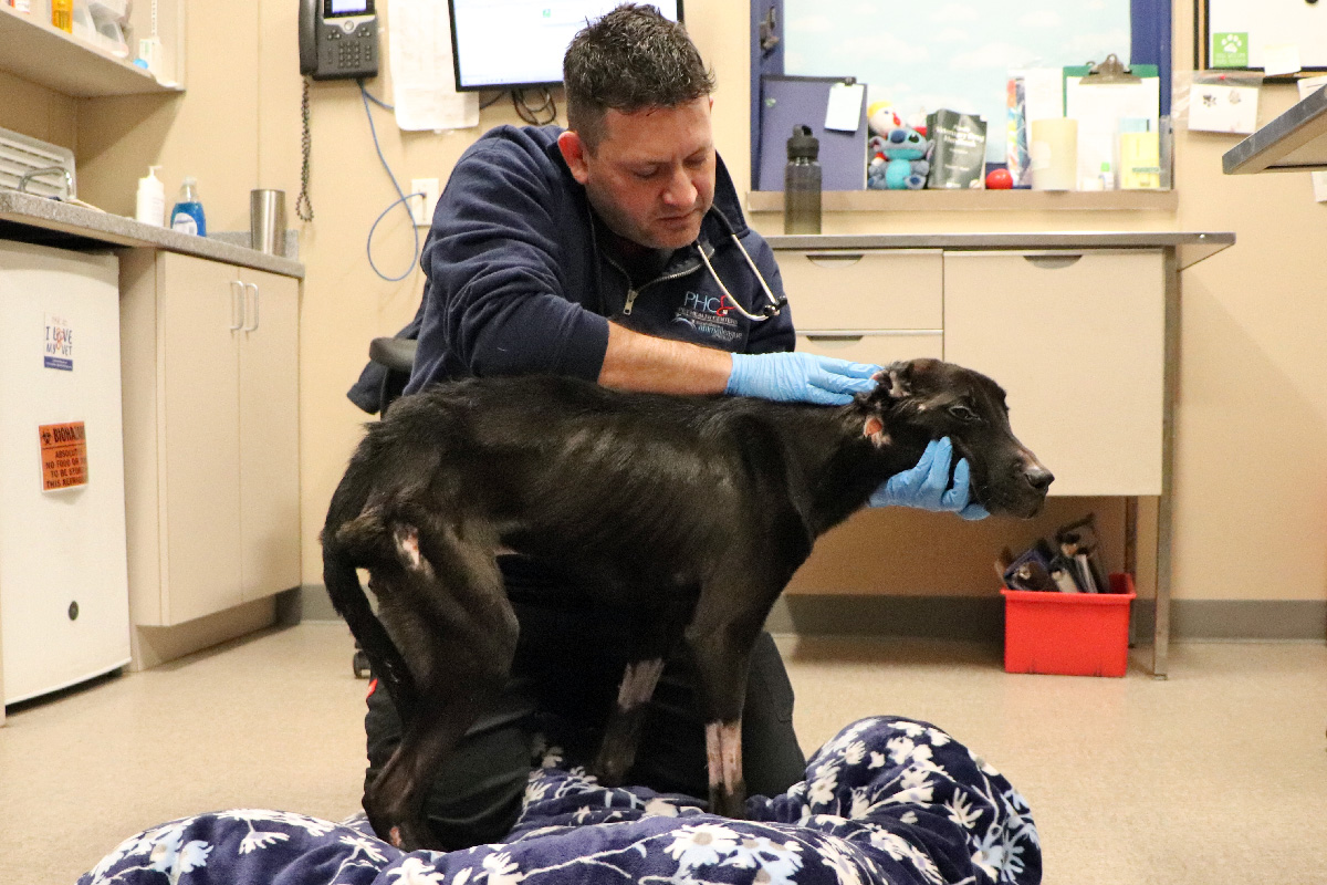 a man with gloves on a dog