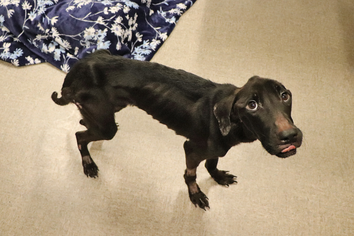 a dog standing on its hind legs