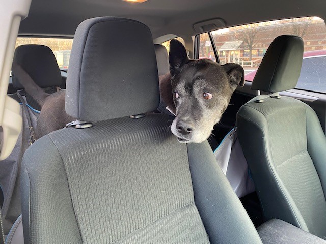 a dog in a car