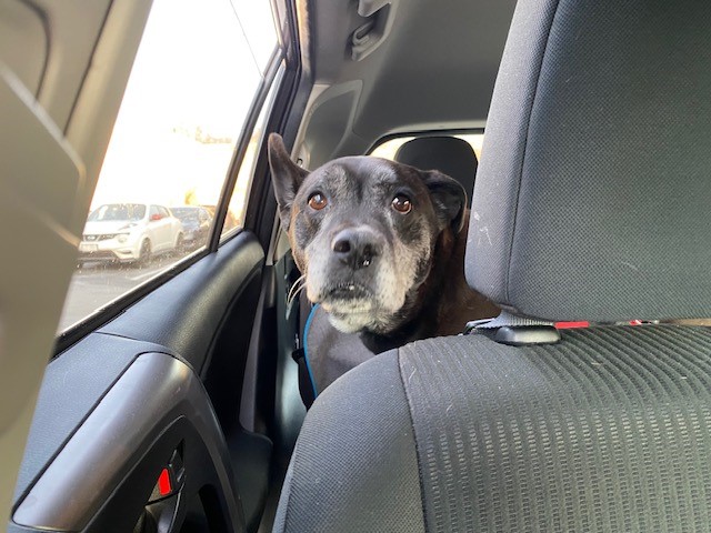 a dog sitting in a car