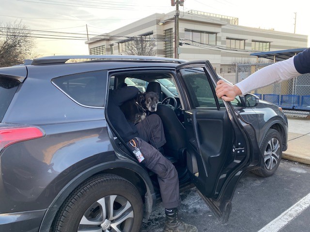 a person in a car with a dog in the back seat