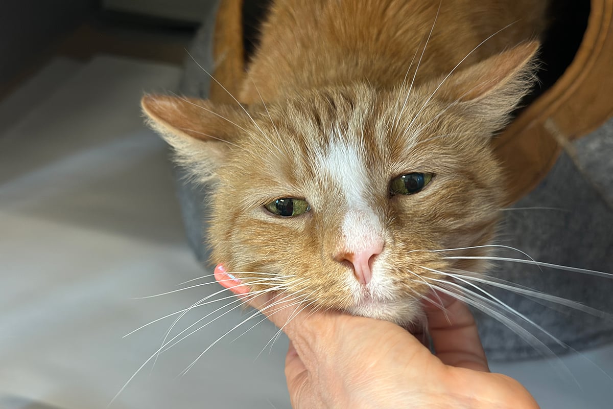 Max’s Journey: “A Perfect Fit”