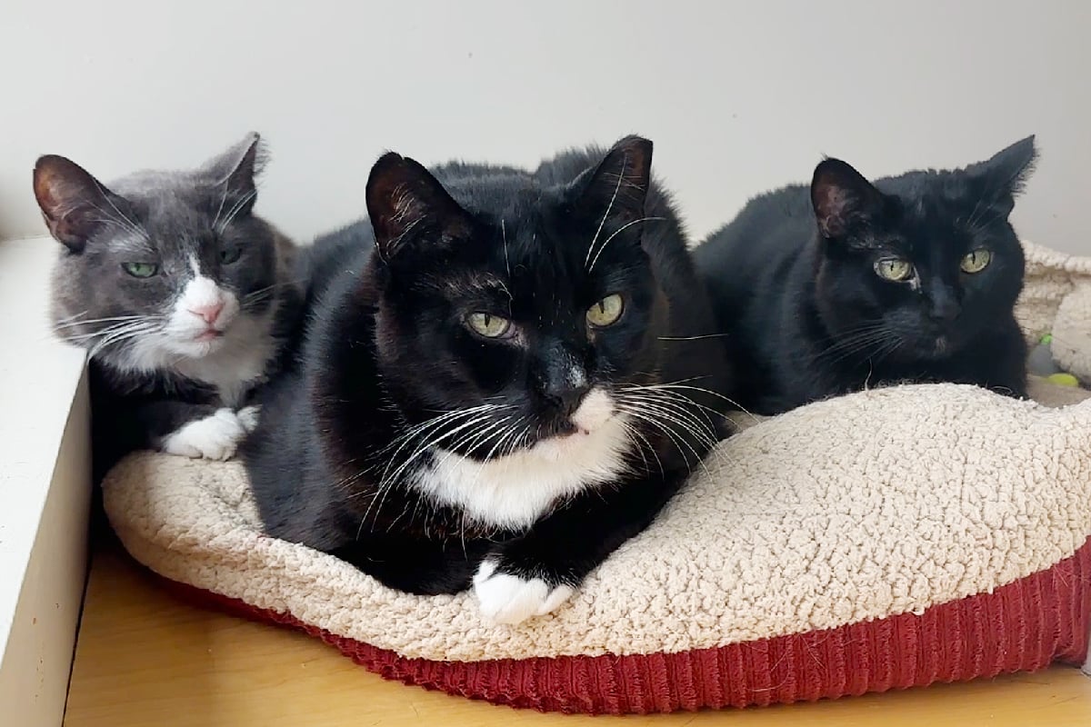 Three Hearts, One Home: How Teamwork Brought a Family Together