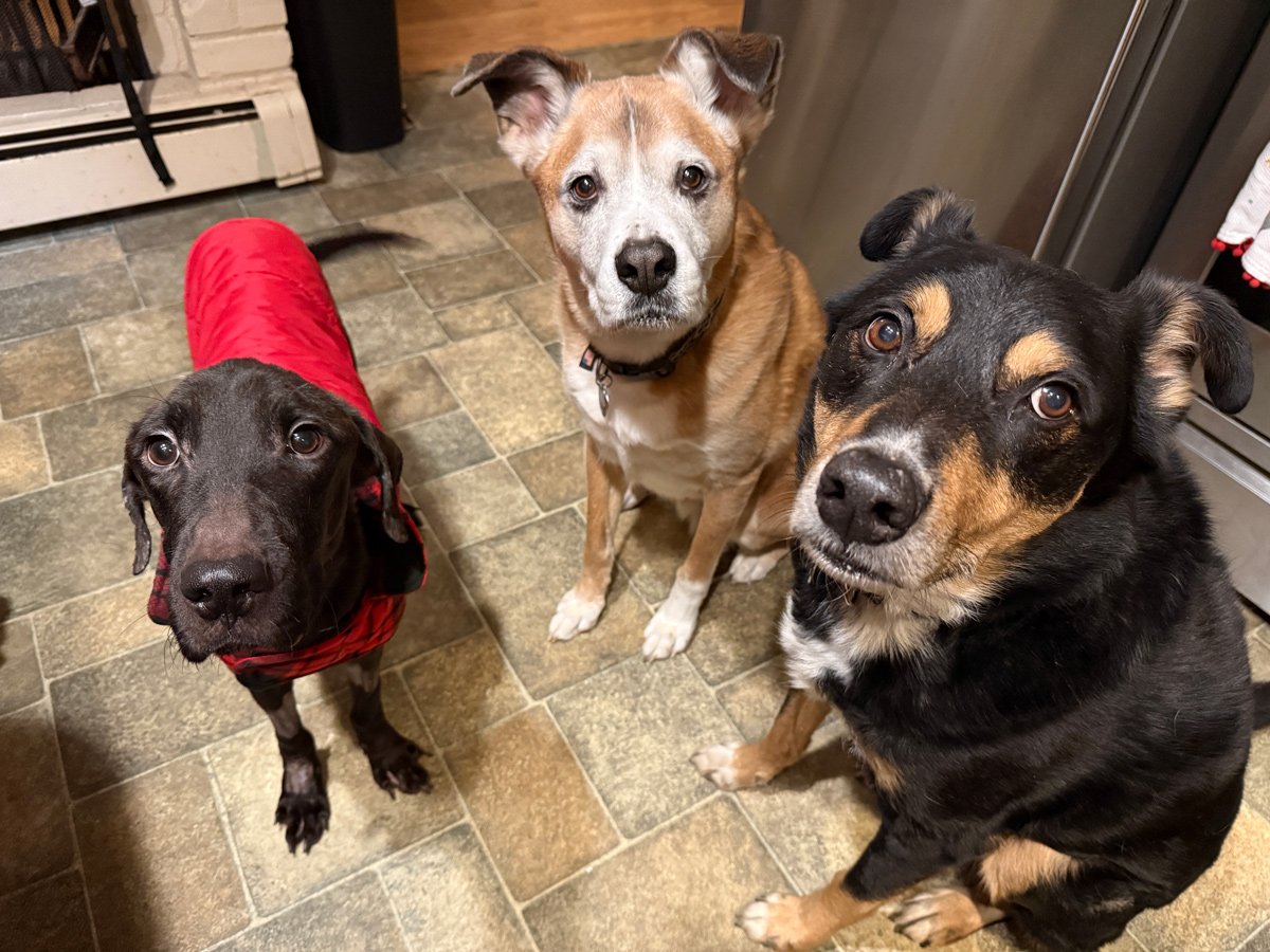 a group of dogs looking up