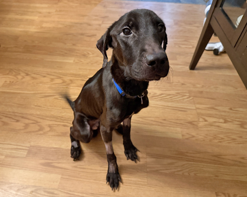 a dog sitting on a wood floor