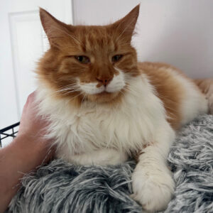 pasha pasha furry-side chats