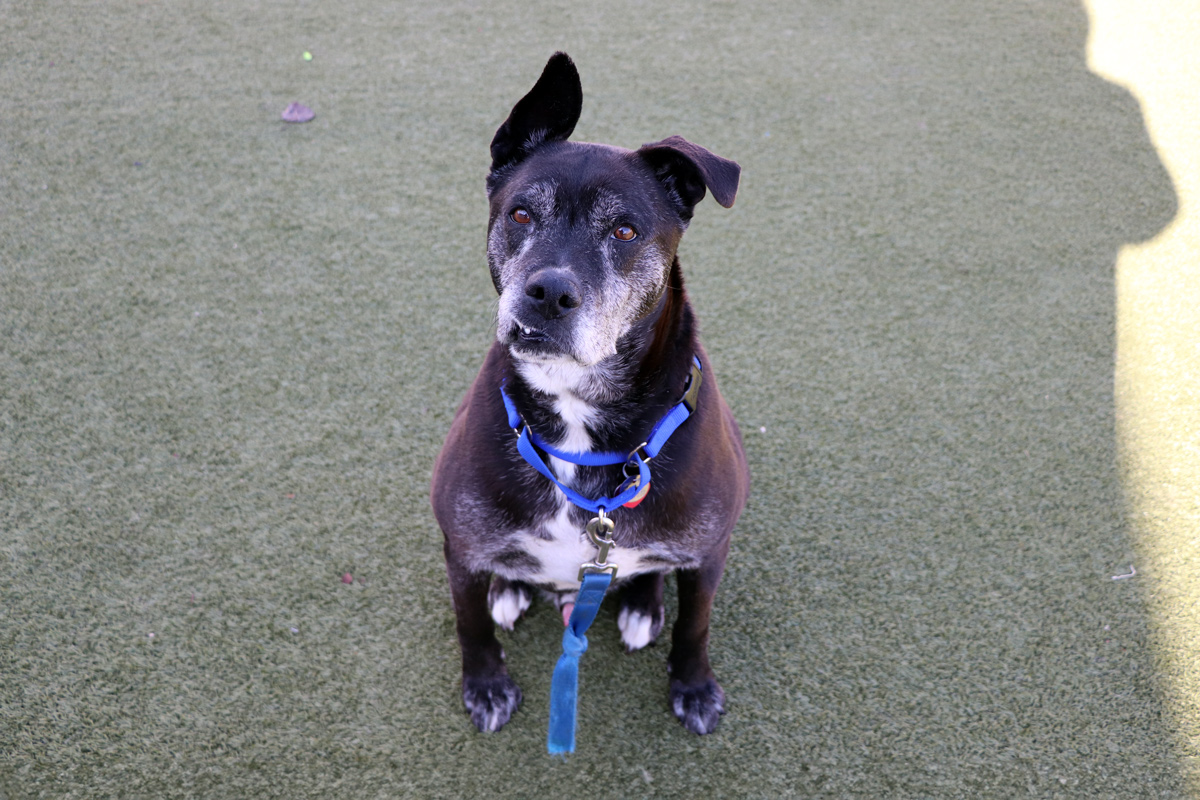 a dog sitting on a green surface