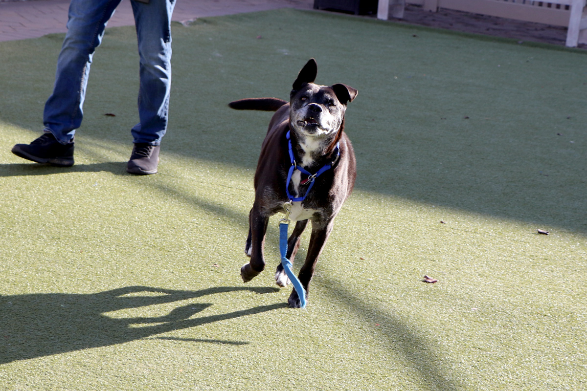 a dog running on a leash