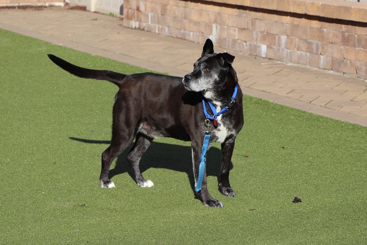 a dog standing on a grass field