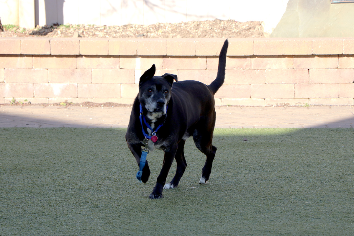 a dog on a leash