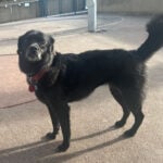 Tilly-4