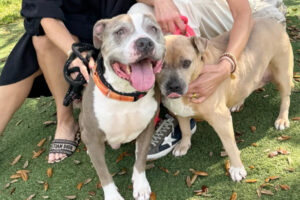 Gabby and Romeo Feature Image