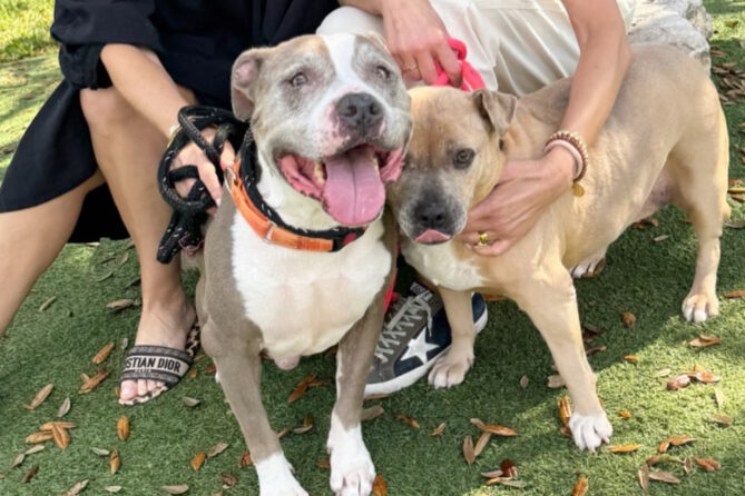 Gabby and Romeo Feature Image