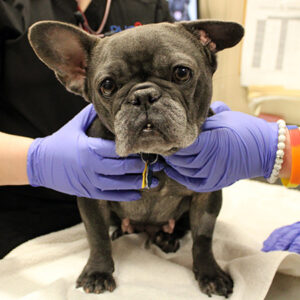 Help Bella Heal