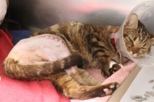 help me heal bebe