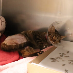 help me heal bebe