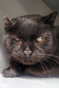 Beth's Happy Cat Foster