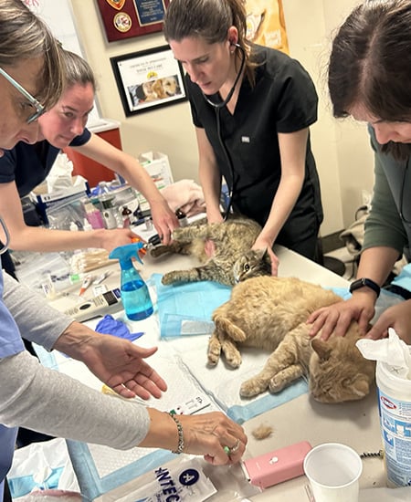 Veterinary Teams Help at Happy Cat Sanctuary Veterinary Teams Help at Happy Cat Sanctuary
