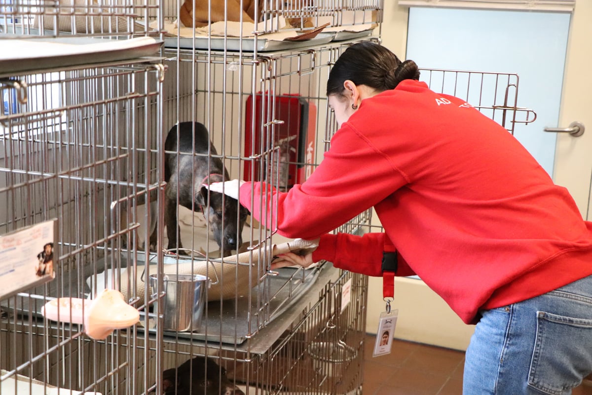 Volunteer Grace Cannizzaro Volunteer Grace Cannizzaro