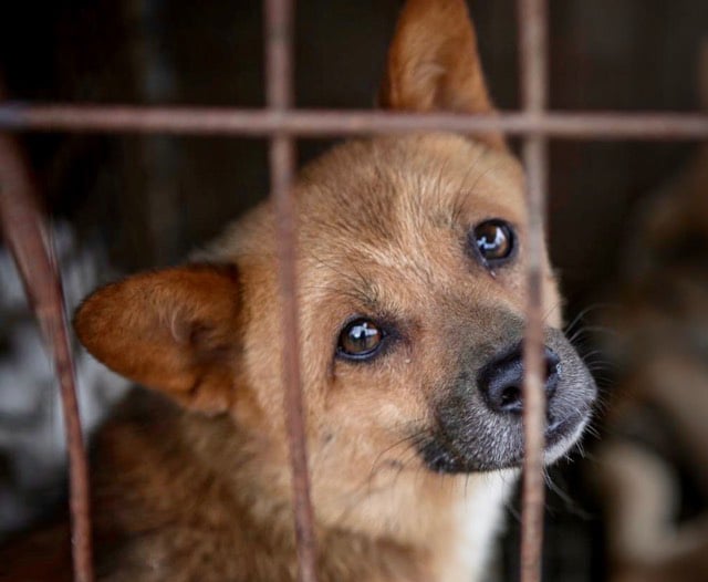 nsala_2025_pledge_yulin_img_mobile_1