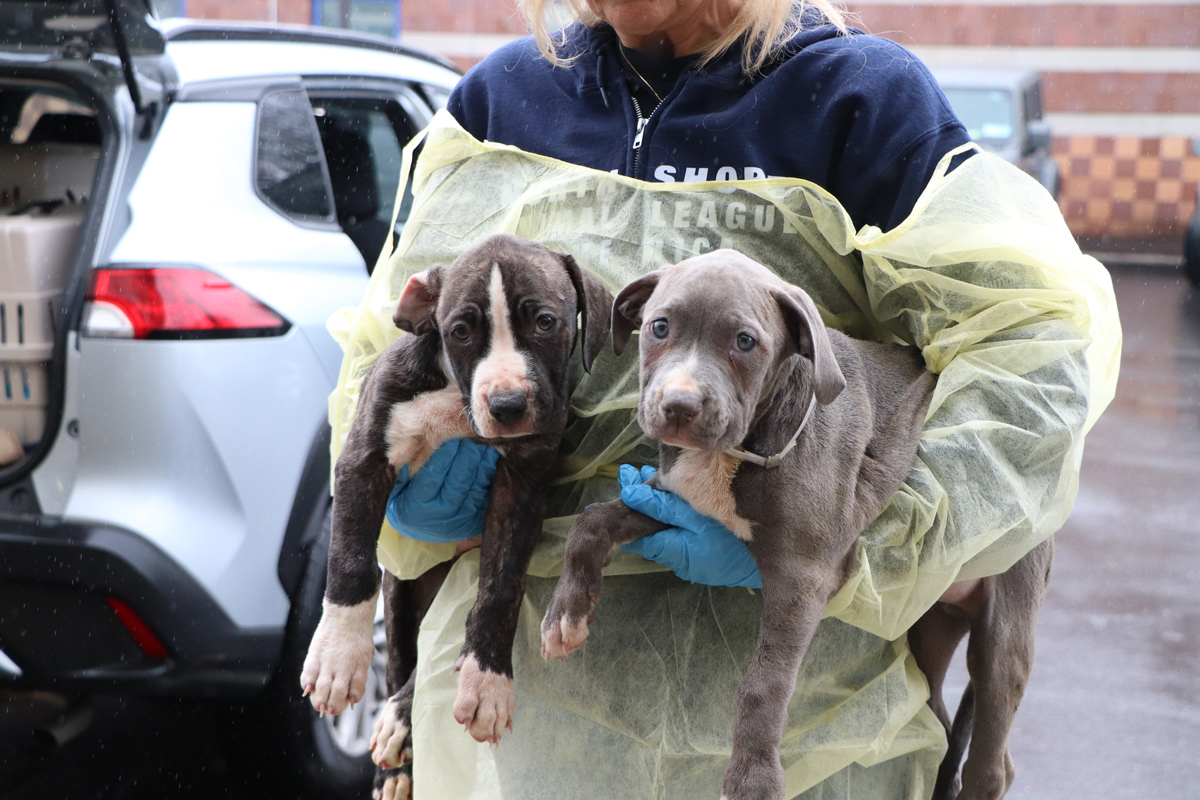 parvo-pups-arrival-1.jpg