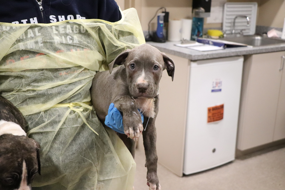 parvo-pups-arrival-2.jpg