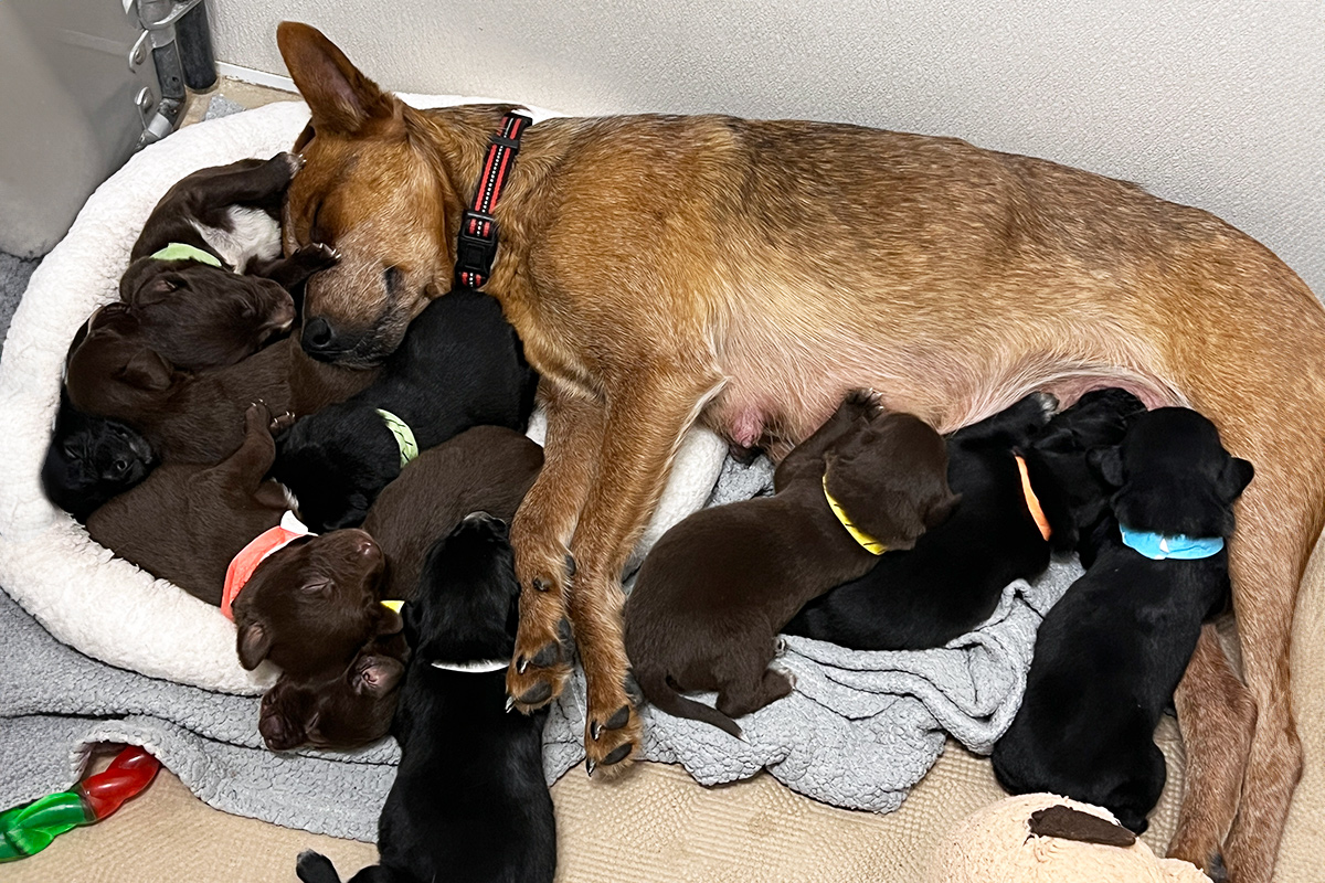 rescue-hazel-and-pups-021825.jpg
