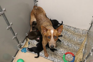 Hazel and her pups
