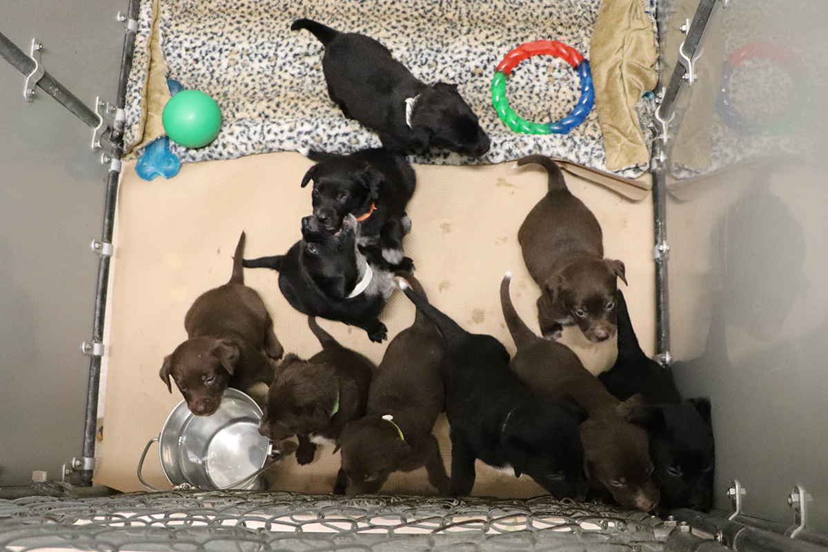 rescue-hazel-and-pups-IMG_5597.jpg