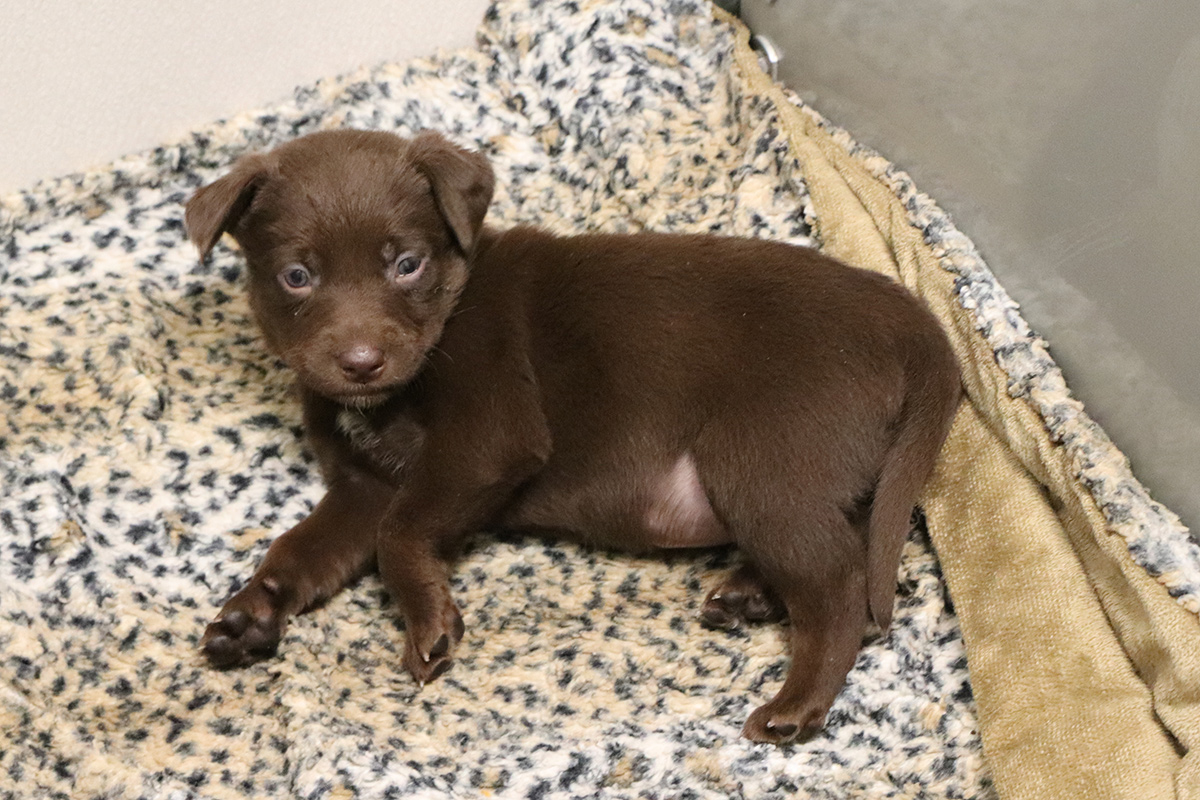 rescue-hazel-and-pups-IMG_5669.jpg