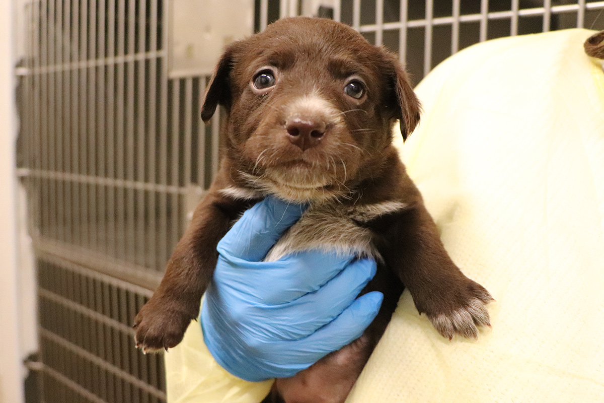 rescue-hazel-and-pups-IMG_5686.jpg