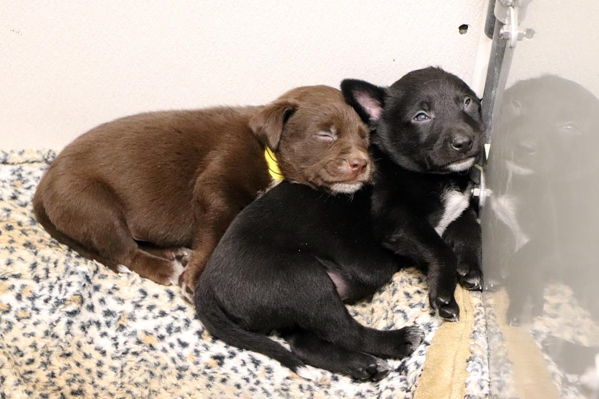 rescue-hazel-and-pups-IMG_5775.jpg