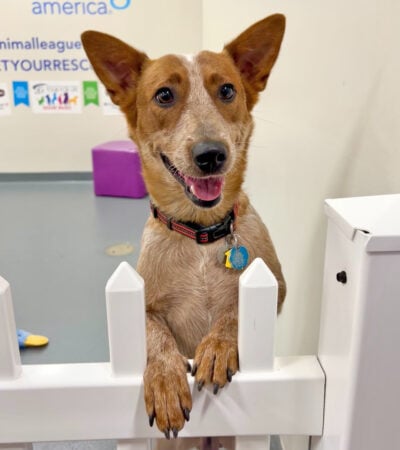 rescue-hazel-fb-040925a
