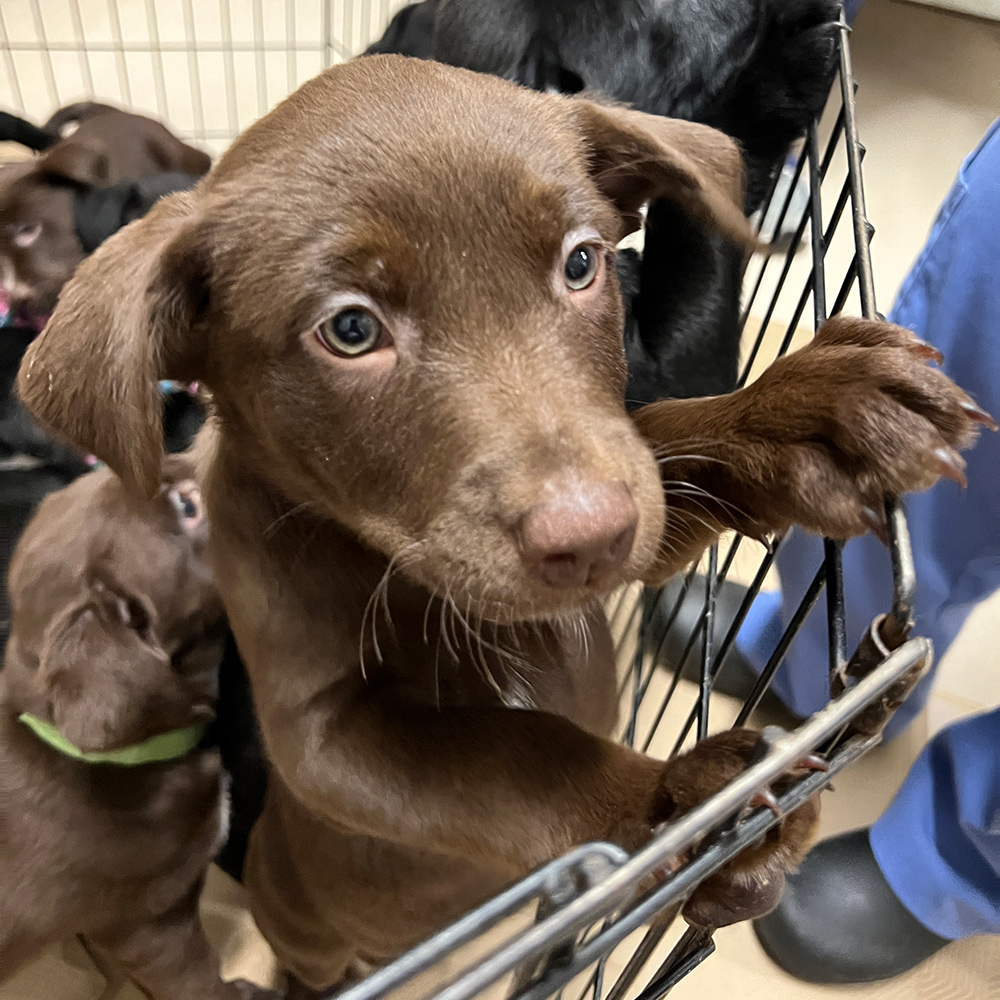 rescue-hazels-pups-033125a.jpg