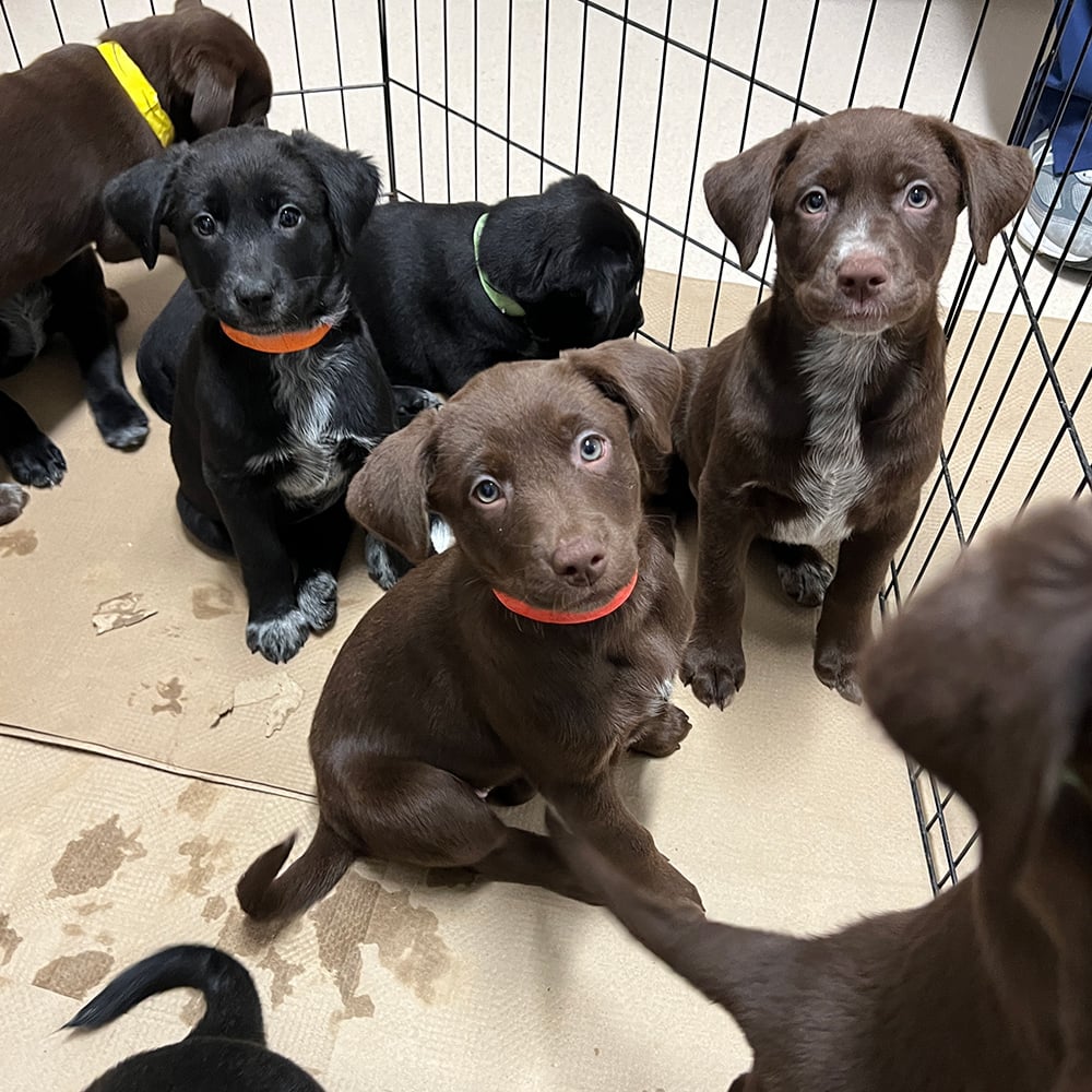 rescue-hazels-pups-033125b.jpg