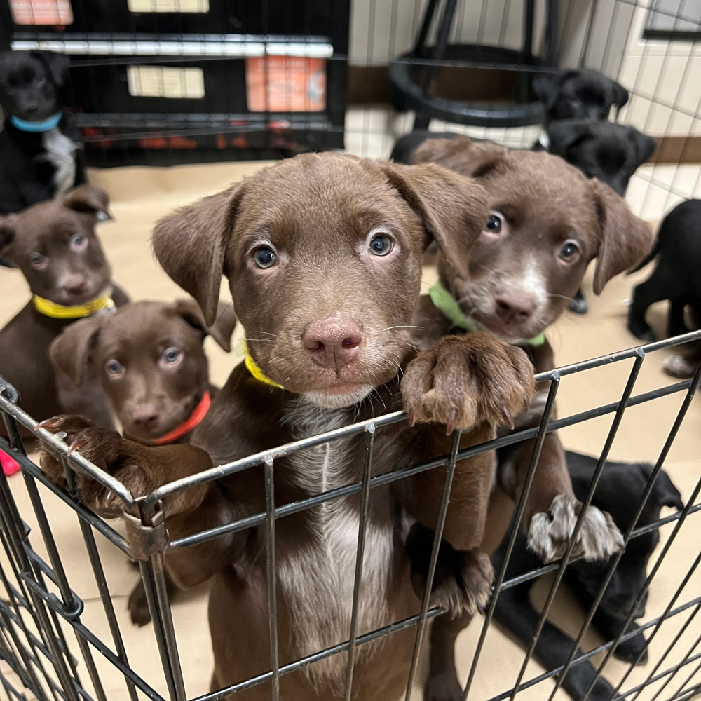rescue-hazels-pups-033125c.jpg