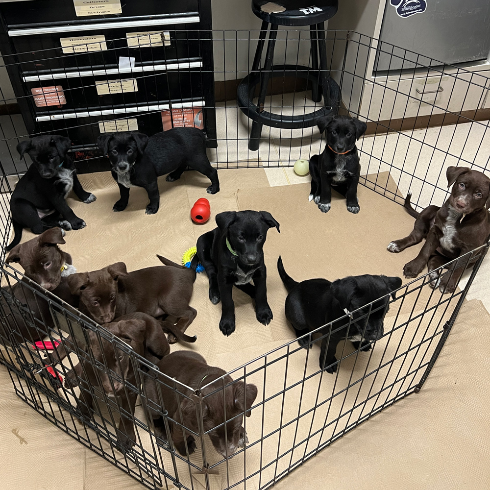 rescue-hazels-pups-033125d.jpg