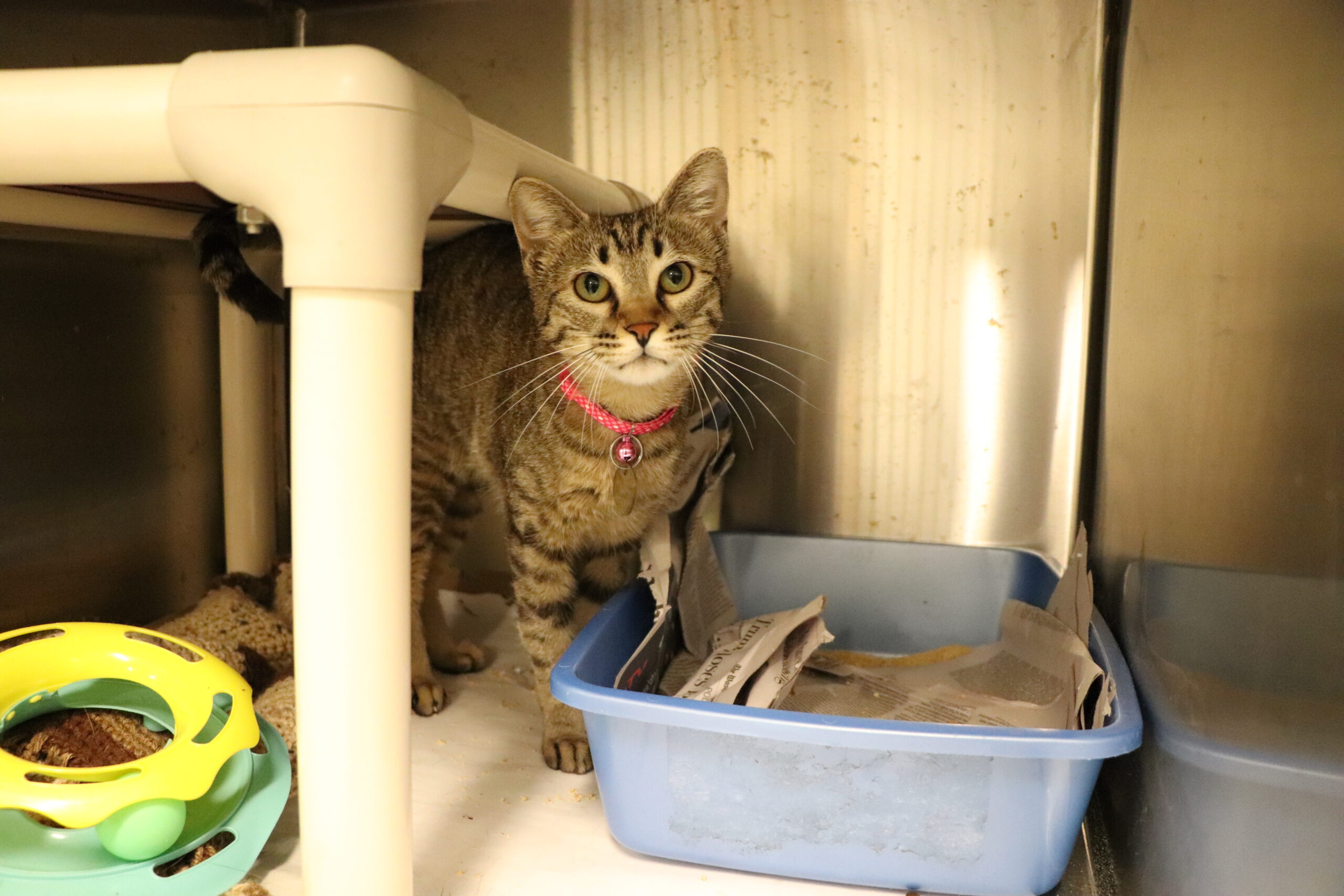 IMG_7540_florence a cat standing under a litter box