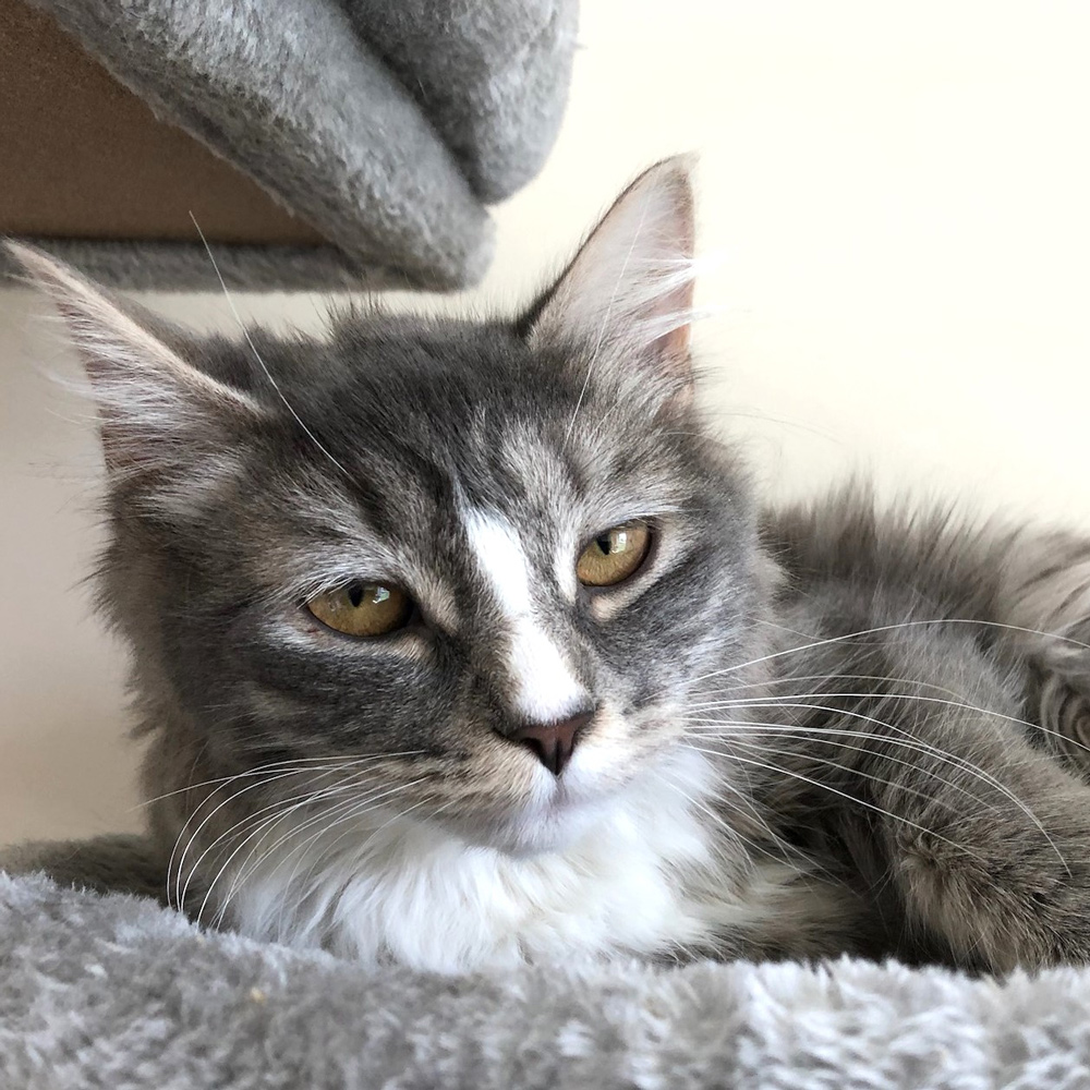 Meet Flicker