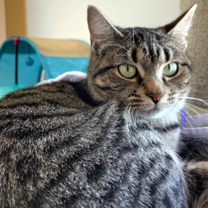 nci amethyst NCI4720