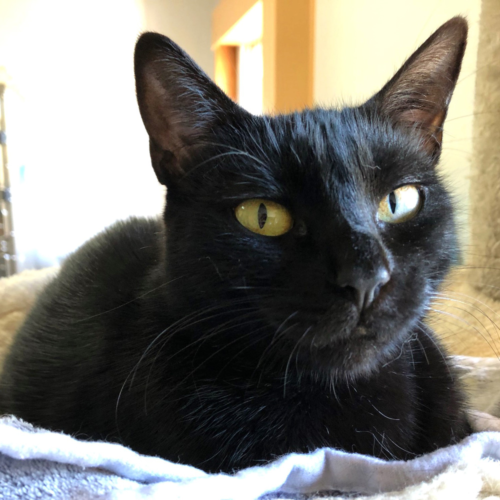 Meet Emerald