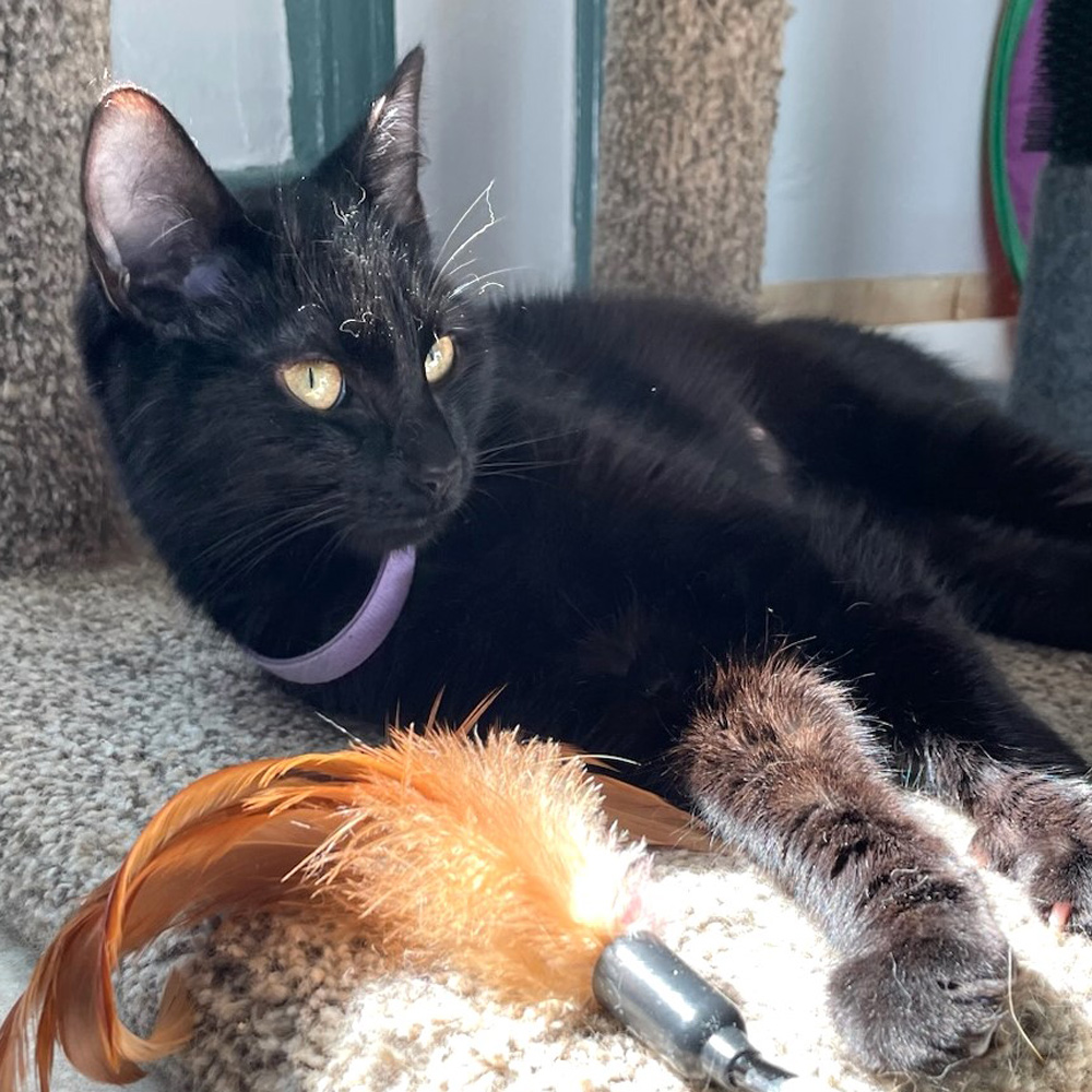 Meet Raven