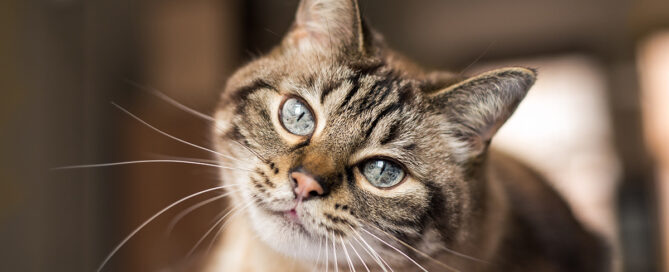 Can a Female Cat Be Spayed When in Heat?