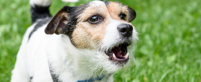 Dog Barking