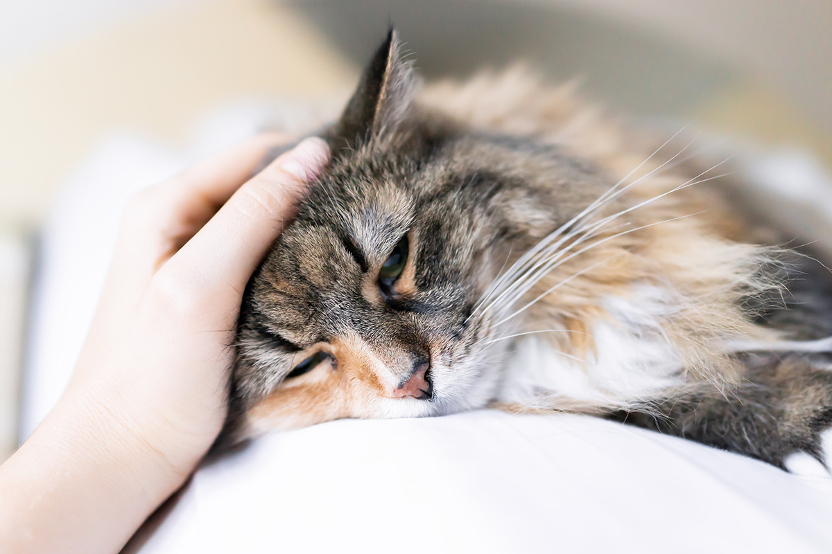 nsala_2025_web_blog_image_catsinheat_1