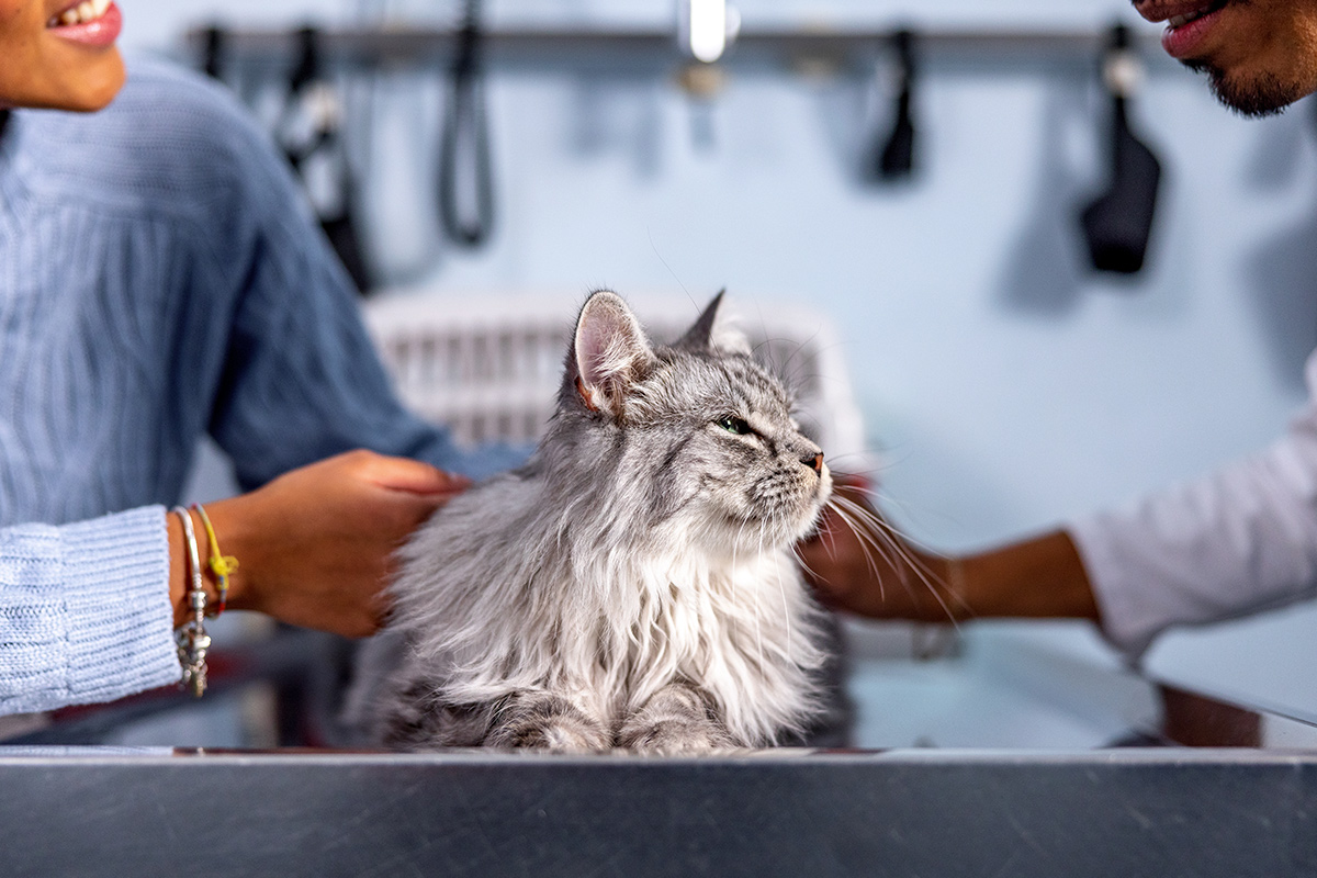 nsala_2025_web_blog_image_catsinheat_2